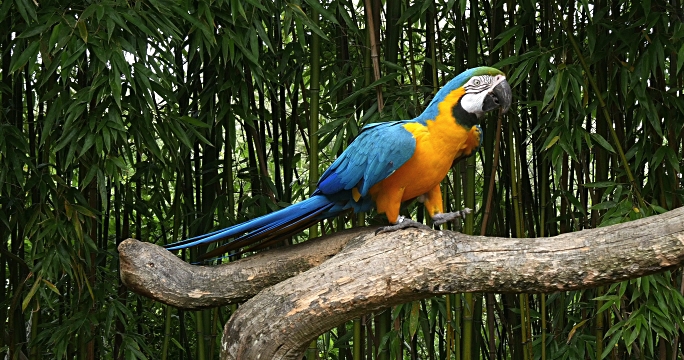 ara ararauna11
