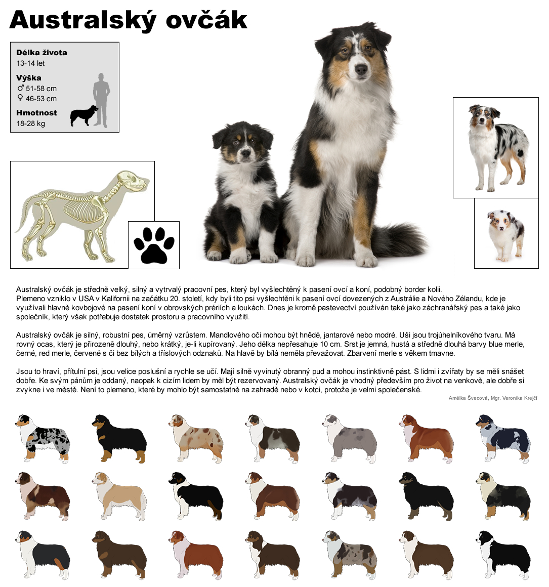 australsky ovcak