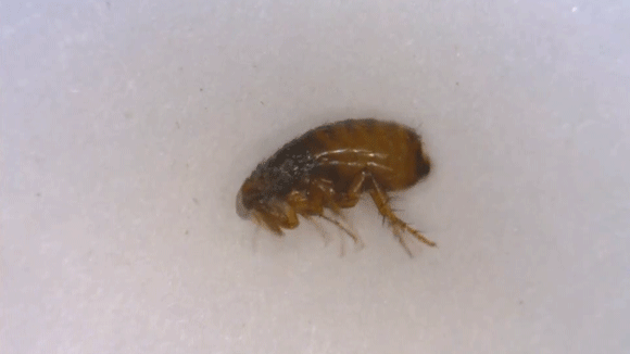 blecha obecna01