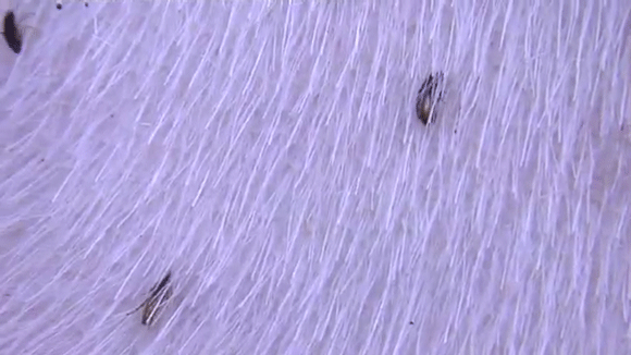 blecha obecna02