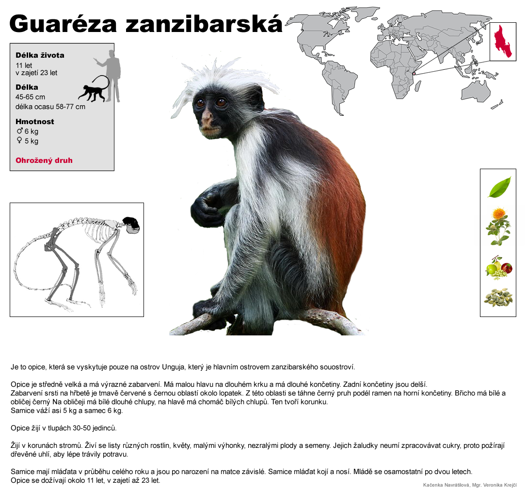 guareza zanzibarska