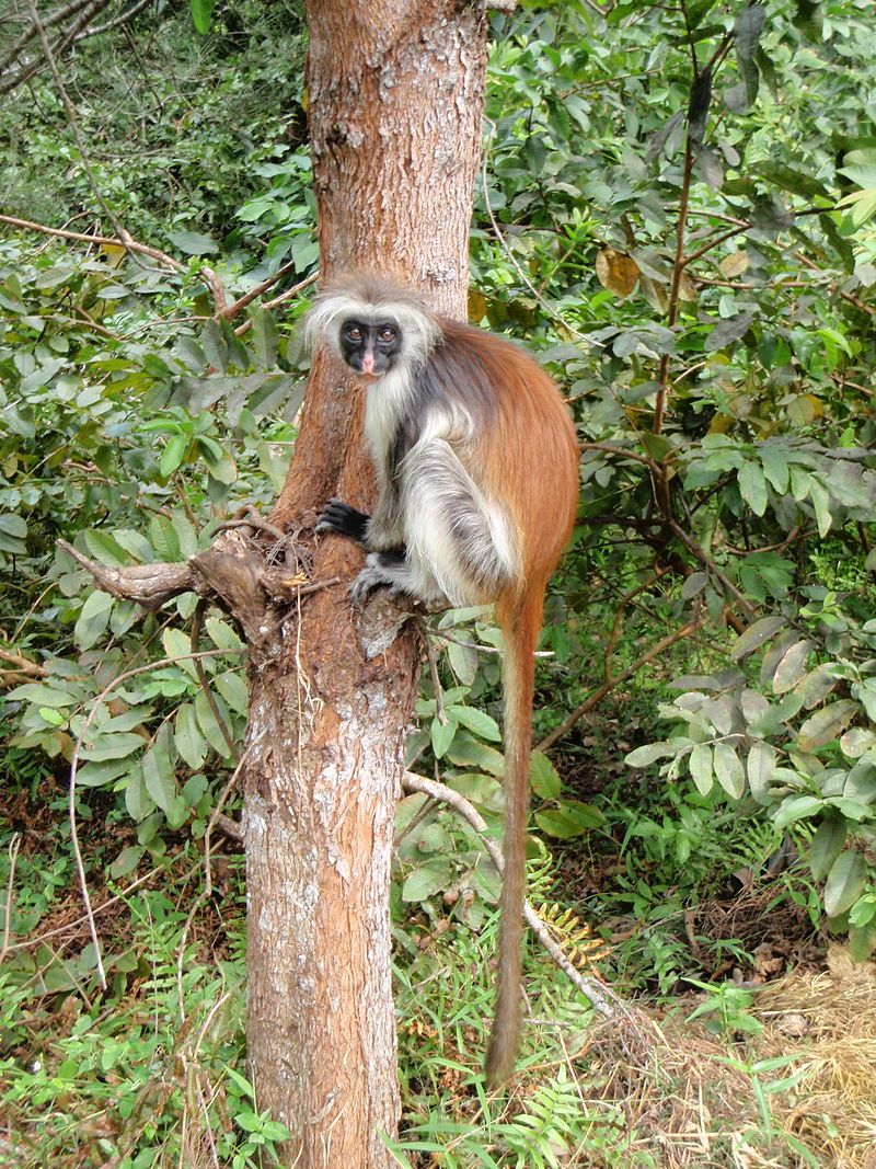 guareza zanzibarska01
