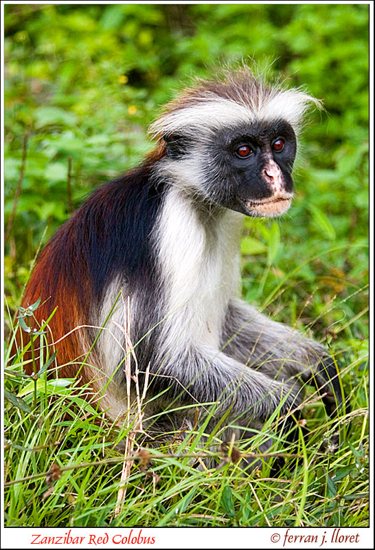 guareza zanzibarska03