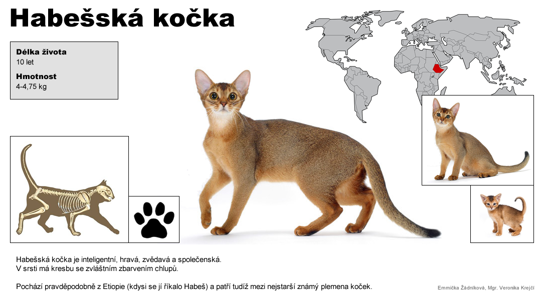 kocka_habesska
