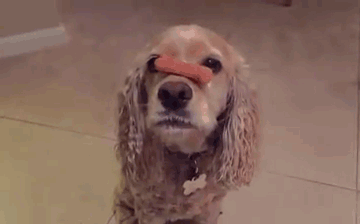 kokrspanel anglicky03
