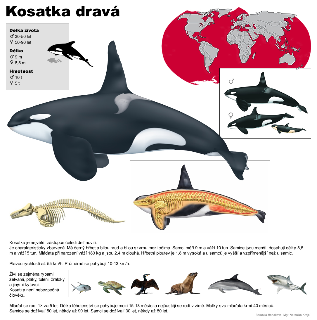 kosatka drava