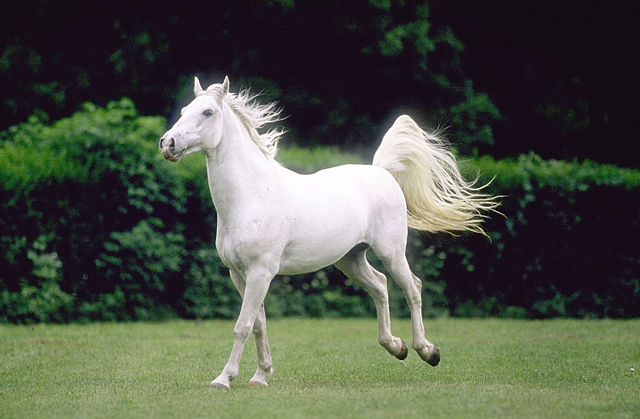 lipican03
