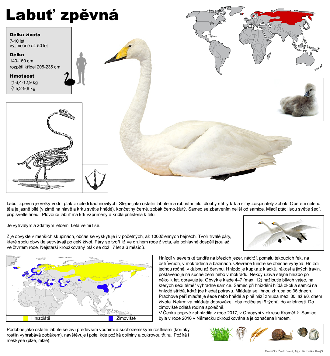 labut zpevna