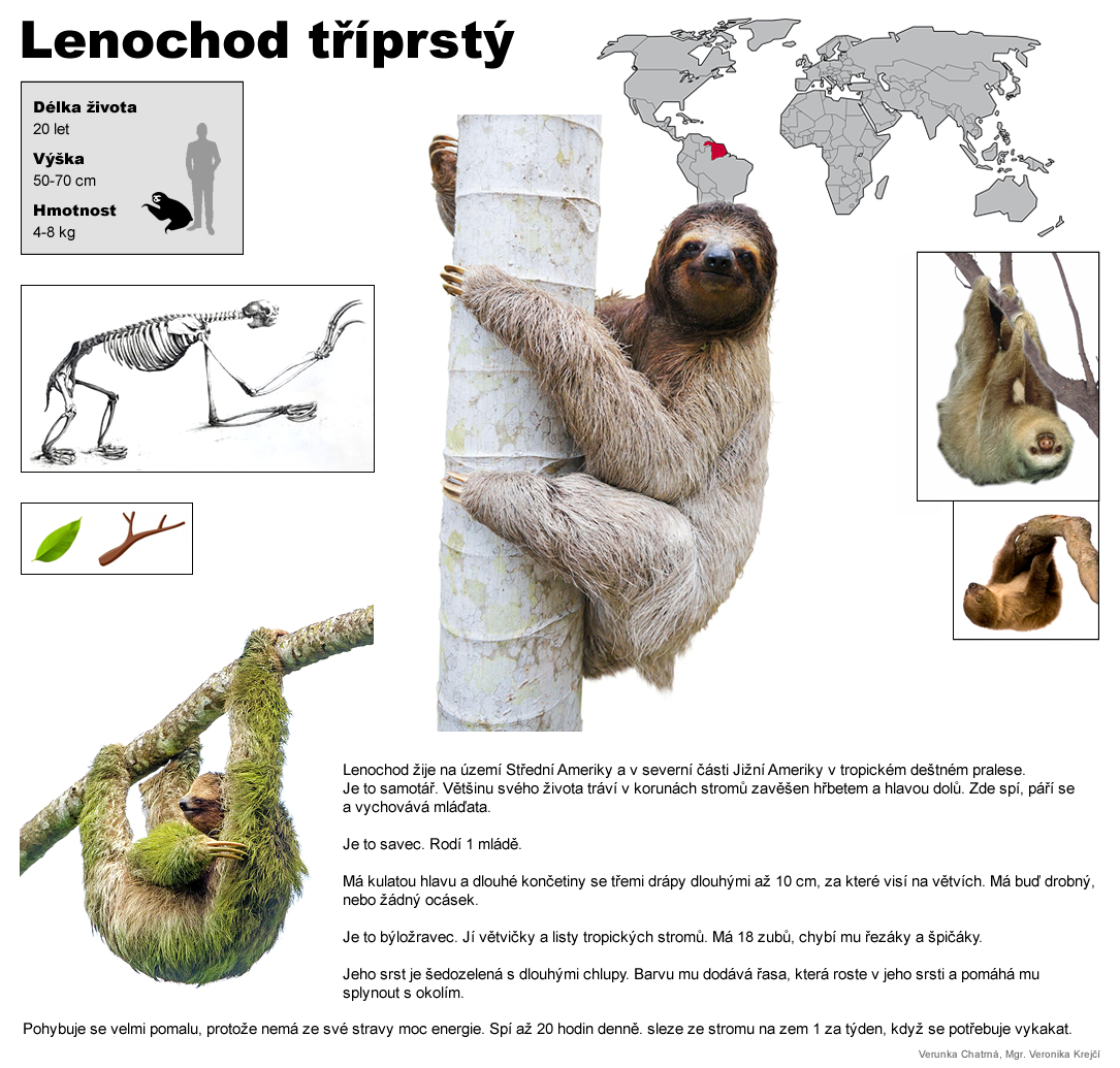 lenochod triprsty