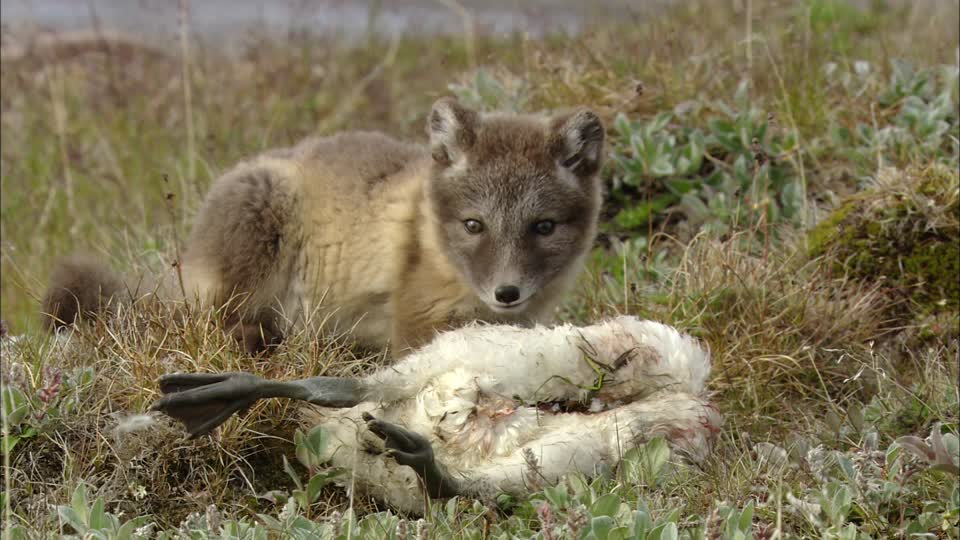 liska polarni03