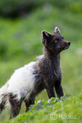 liska polarni06