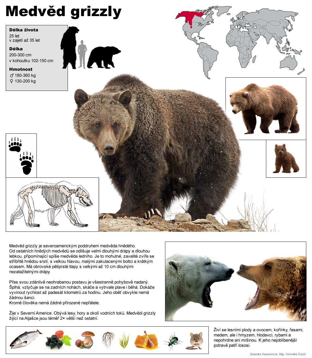 medved grizzly