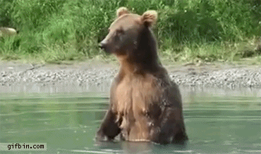 medved grizzly02