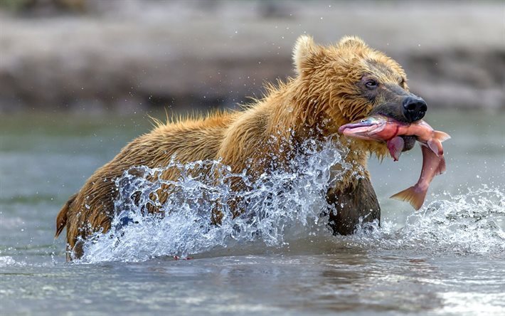 medved grizzly05