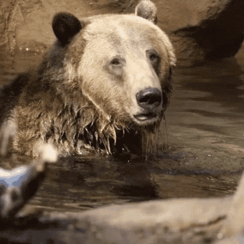 medved grizzly06