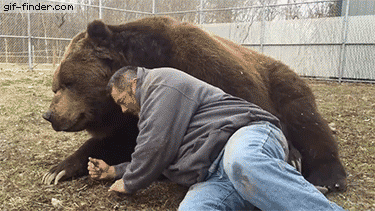 medved grizzly07