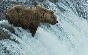 medved grizzly08