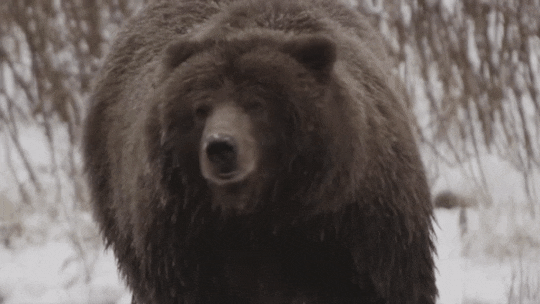 medved grizzly09