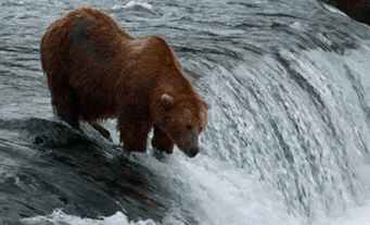 medved grizzly10