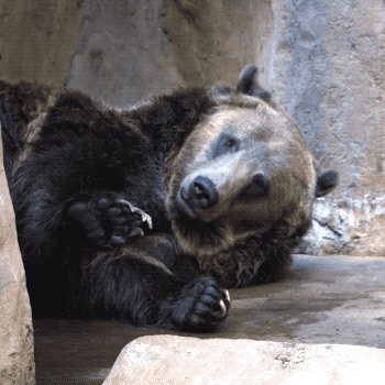 medved grizzly11