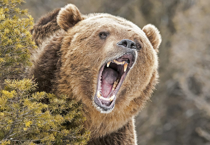 medved grizzly12