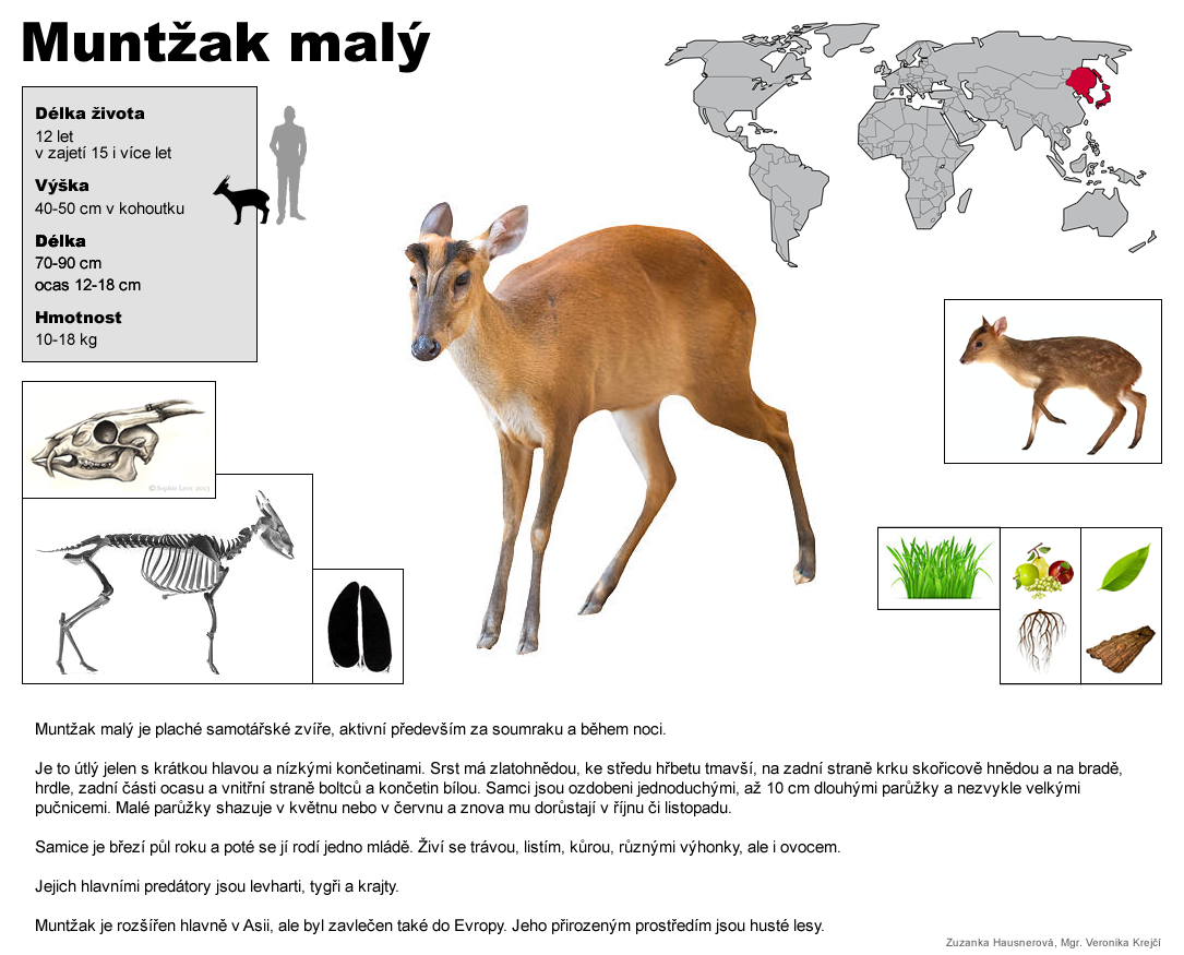 muntzak maly