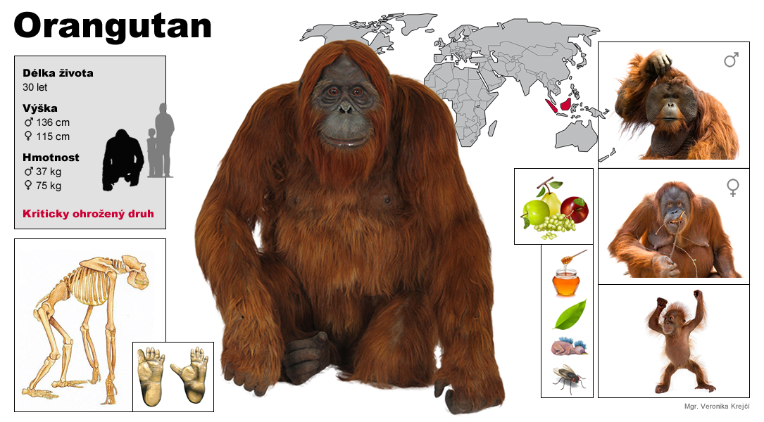 orangutan