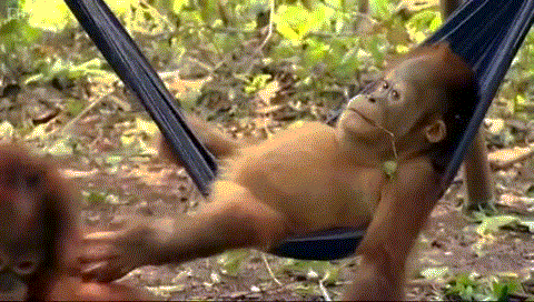 orangutan01