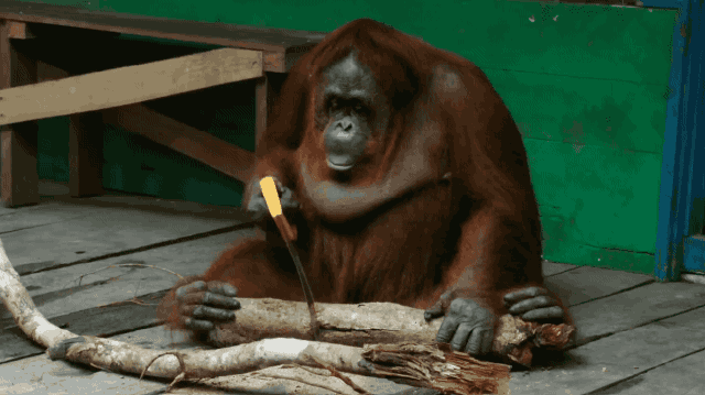 orangutan04