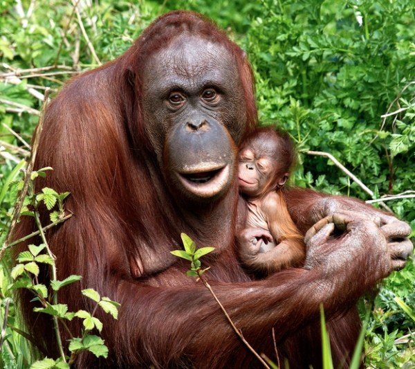 orangutan05