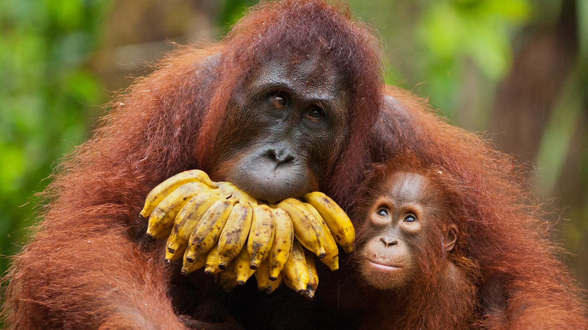 orangutan06