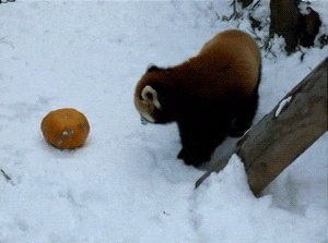 panda cervena02