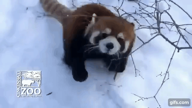 panda cervena03