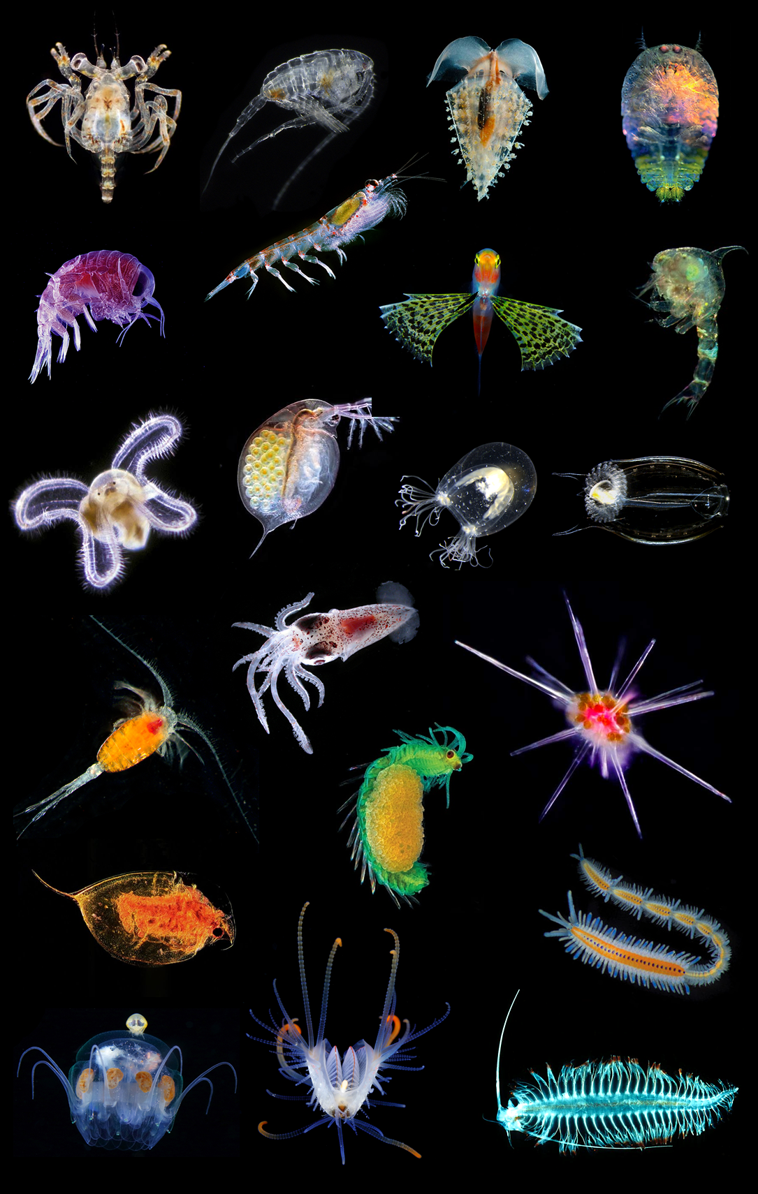 plankton01