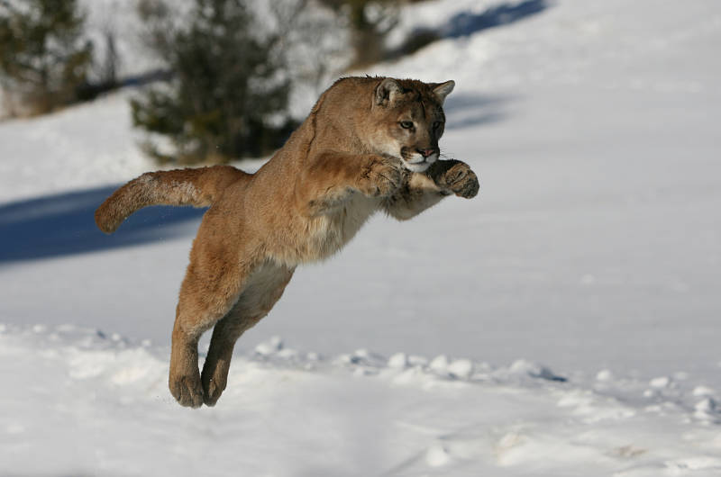 puma05