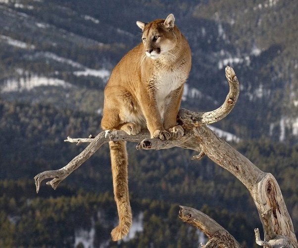 puma07