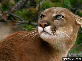 puma08