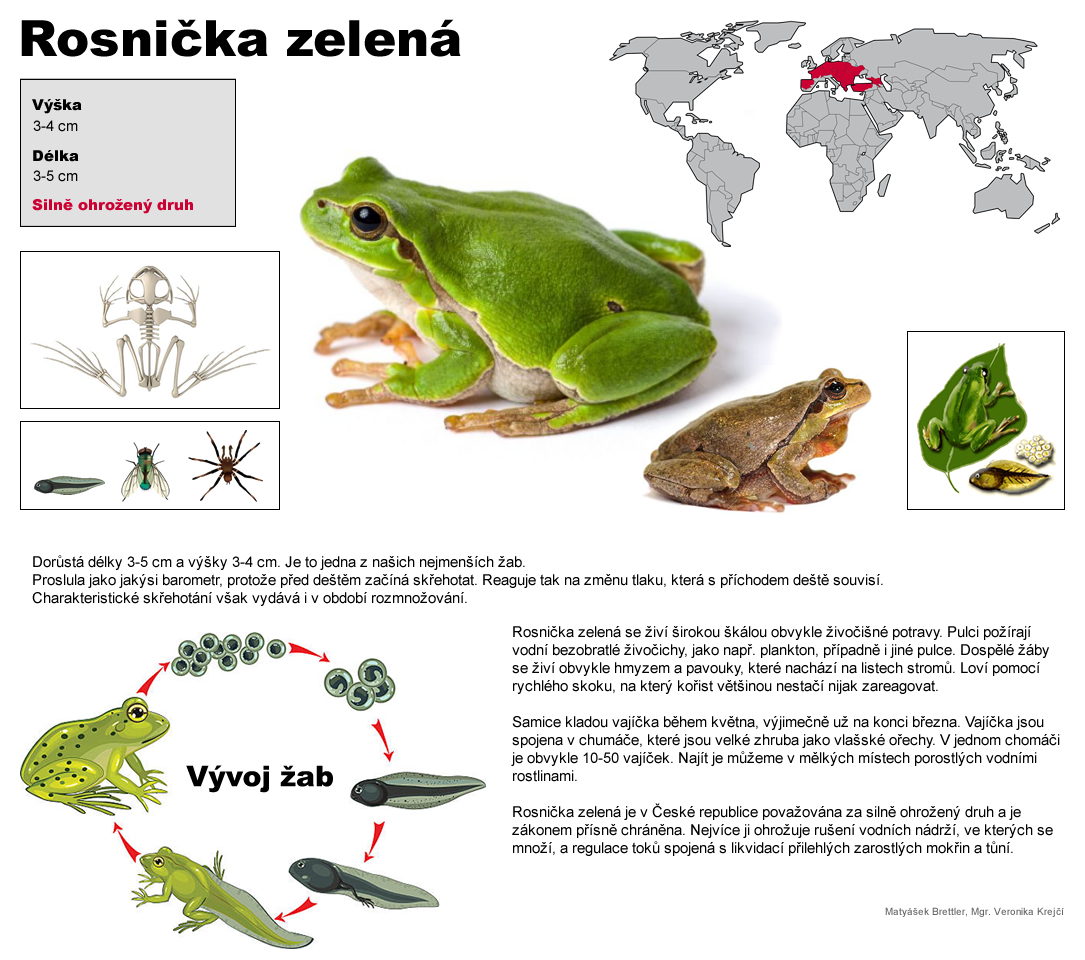 rosnicka zelena