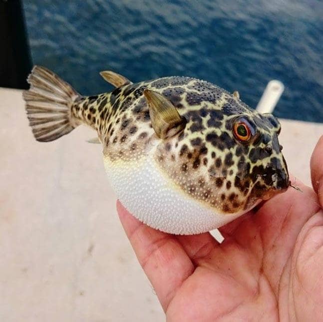 ryba fugu02