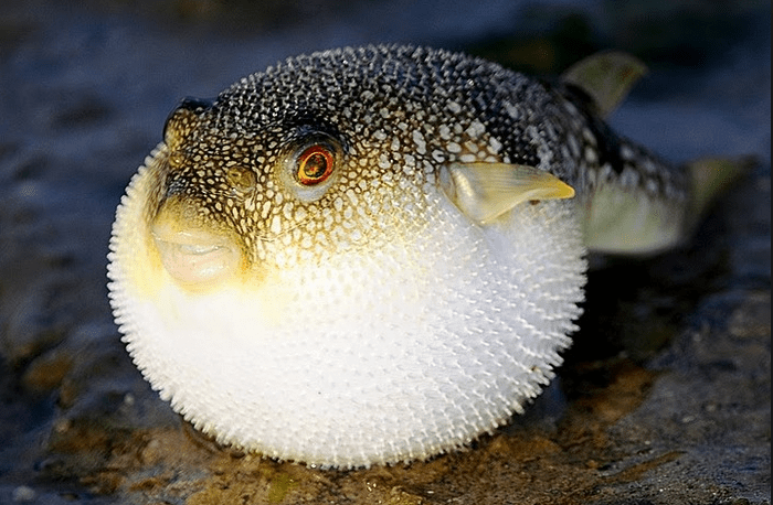 ryba fugu05
