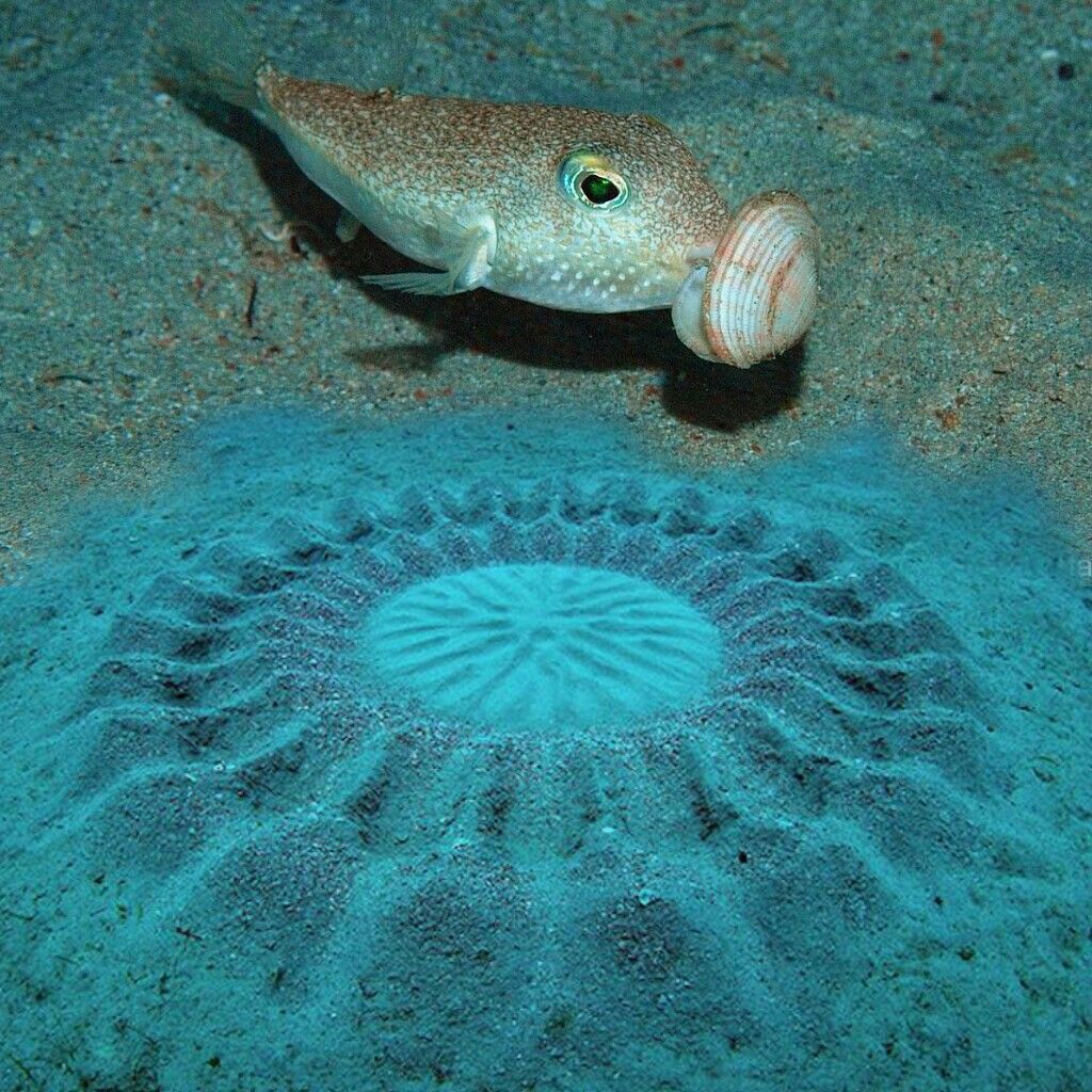 ryba fugu09