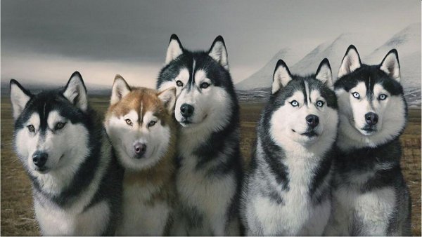 sibirsky husky01