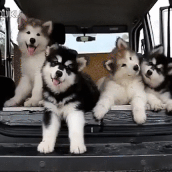 sibirsky husky02