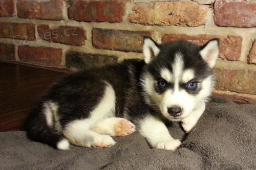 sibirsky husky03