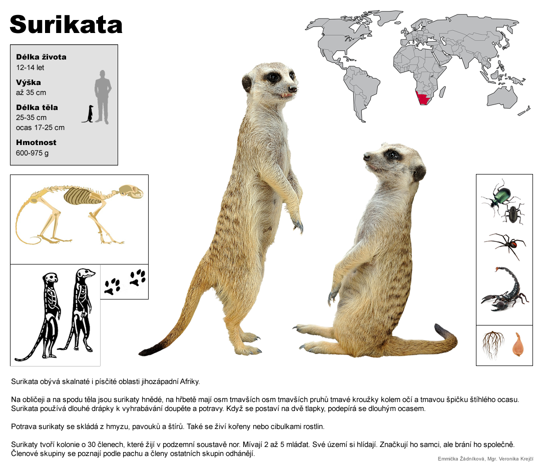 surikata
