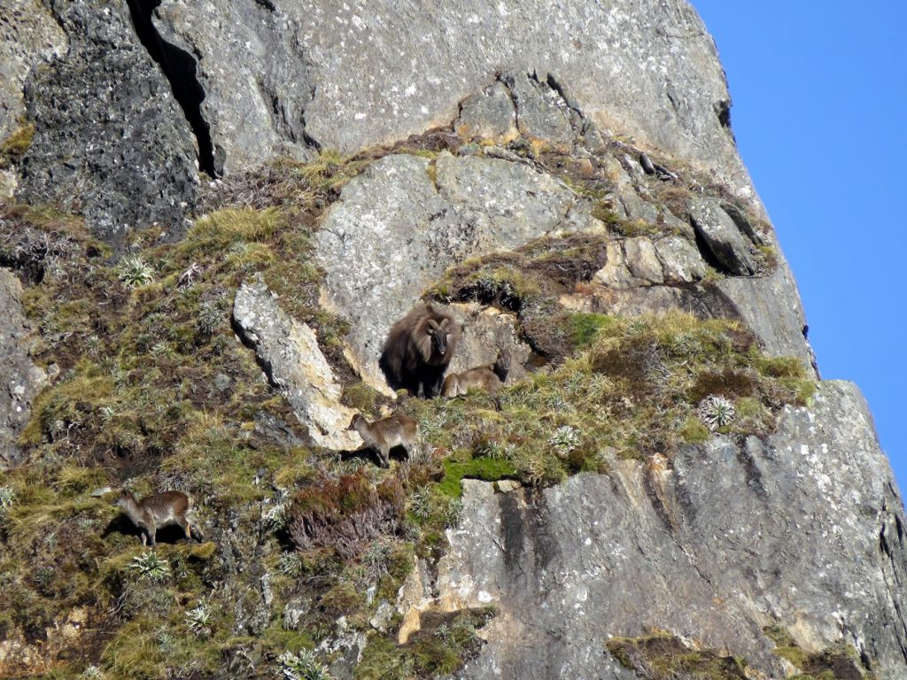 tahr01
