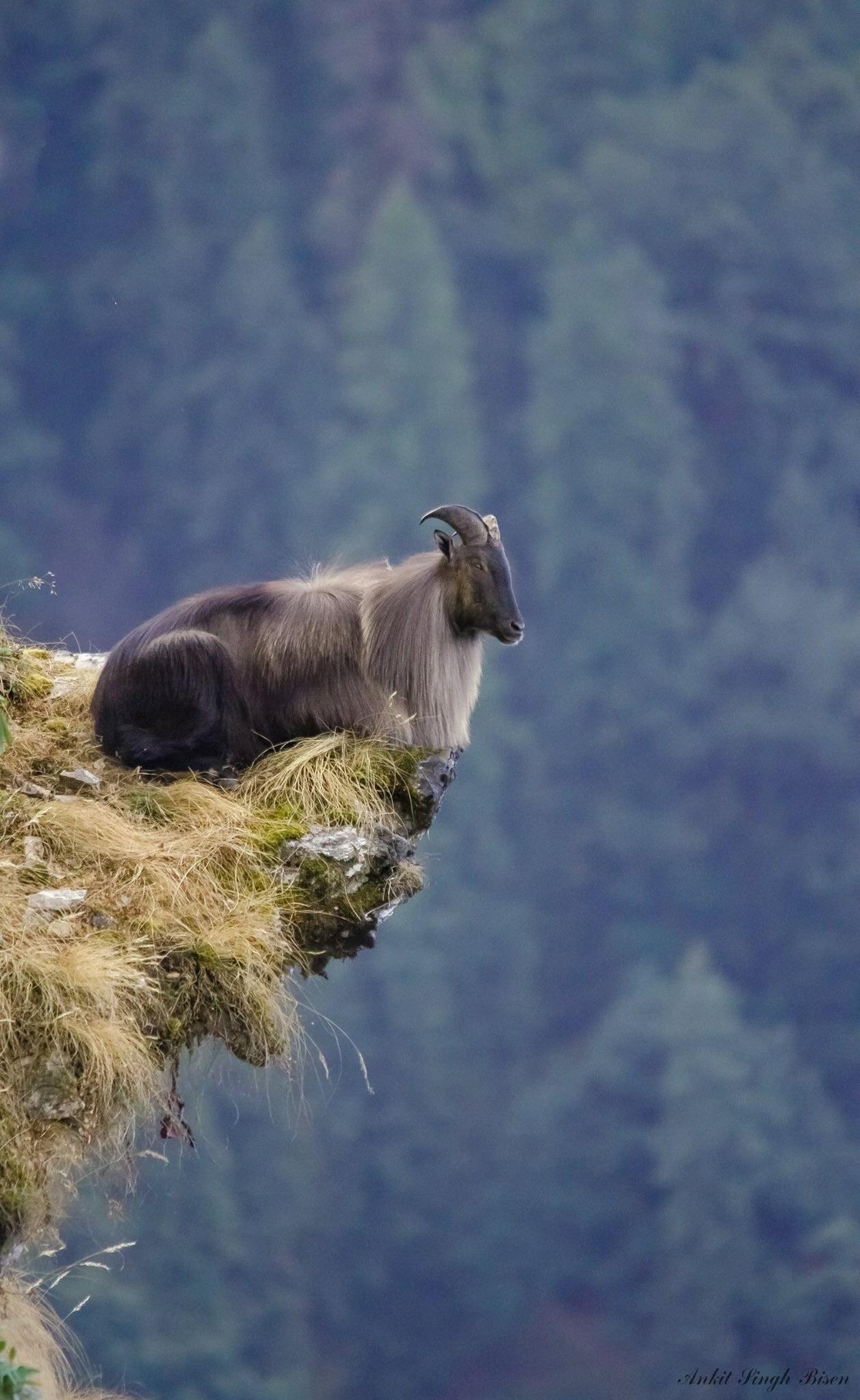 tahr03