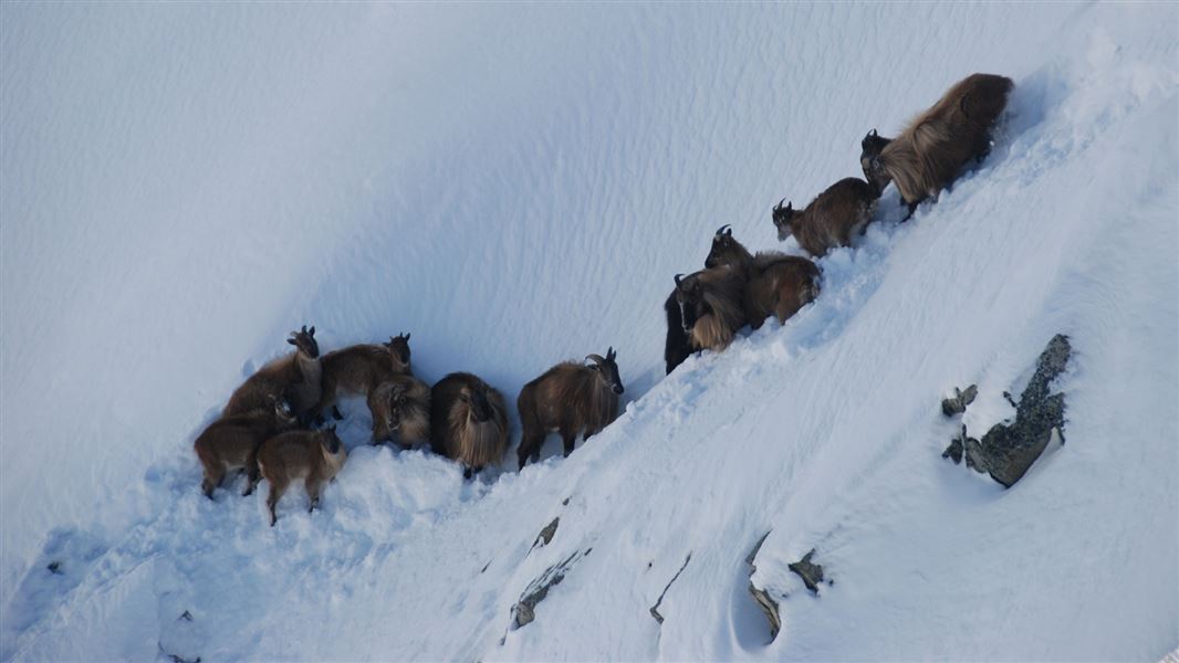 tahr04