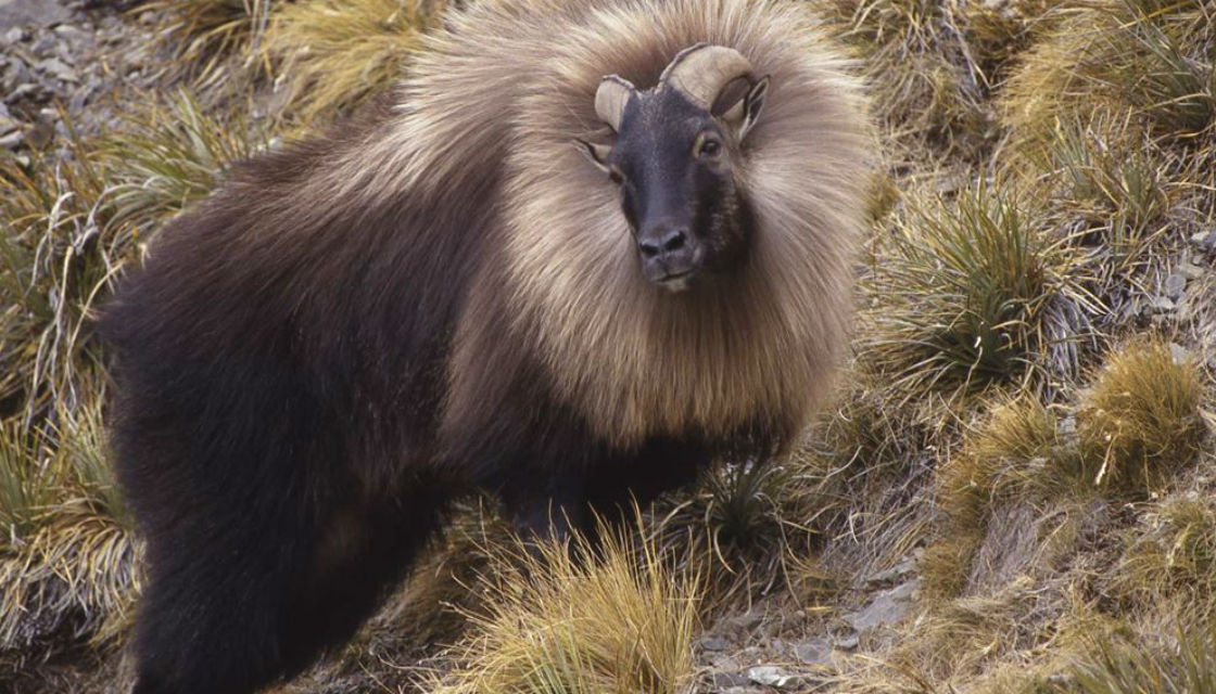 tahr05