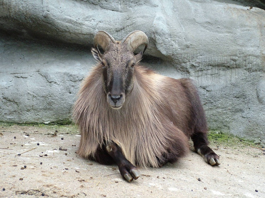 tahr06